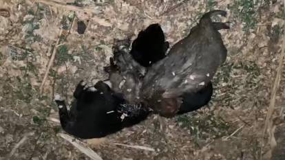 İple bağlanmış 3 köpek yavrusu ölüsü bulundu: Kaymakamlıktan açıklama geldi!