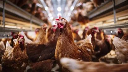 Kuş gribi geri döndü: 2,5 milyon hayvan itlaf edildi