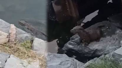 Nesli tükeniyor! Küçükçekmece Menekşe Deresi’nde su samuru görüldü