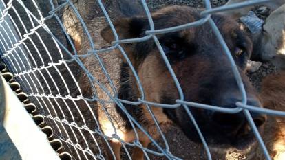 Yozgat'ta dehşet! Elinde kürekle köpeğe şiddet uygulayan cani gözaltına alındı