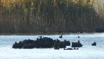 Kuraklık Erçek Gölü'nün sırrını ortaya çıkardı: Mikrobiyalitler gün yüzünde