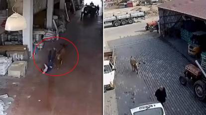 Başıboş inek dehşeti: Depoya girip vatandaşlara saldıran inek viral oldu