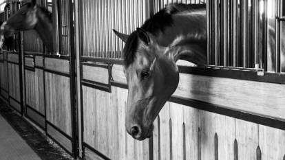 Ataşehir'de skandal görüntüler! Kestikleri at etlerini piyasaya sürdüler