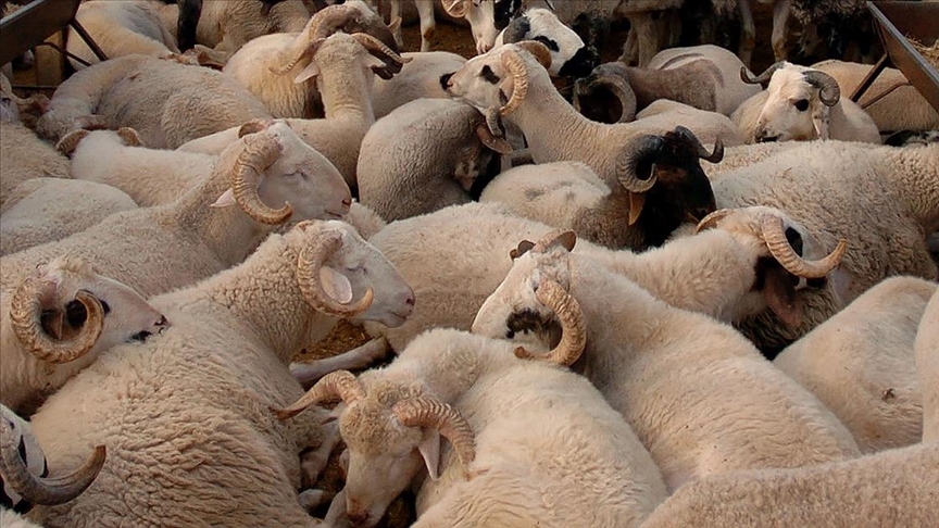 kurban.jpg