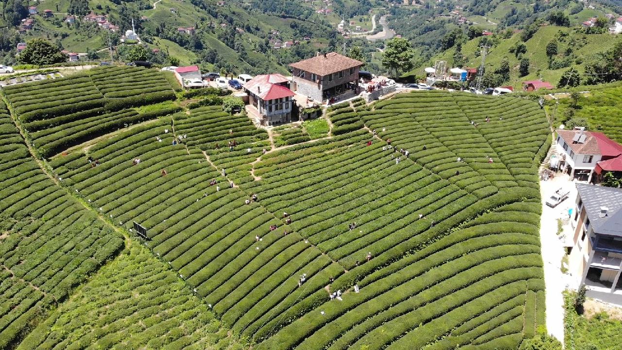 cay-cay-bahcesi-rize-iha-2079677.jpg