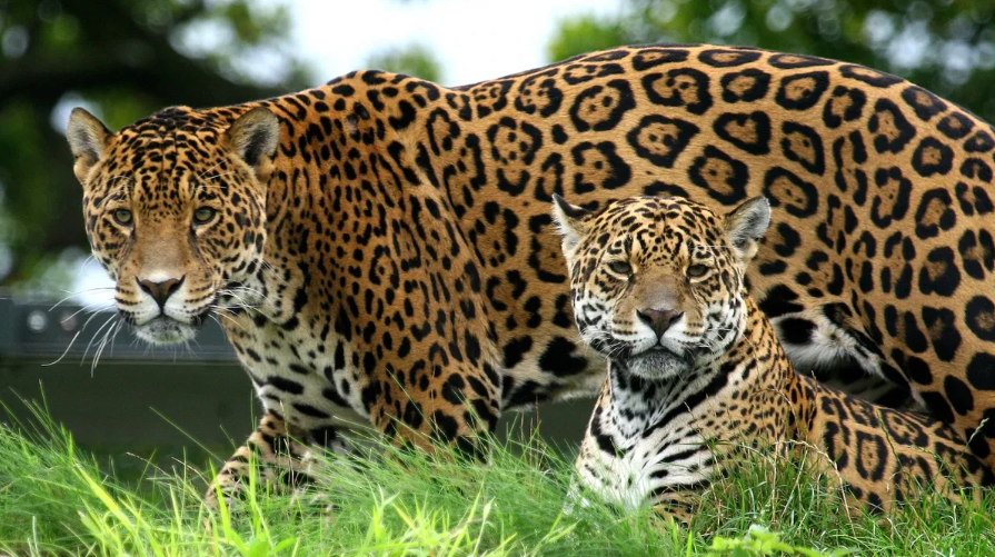 jaguar.png