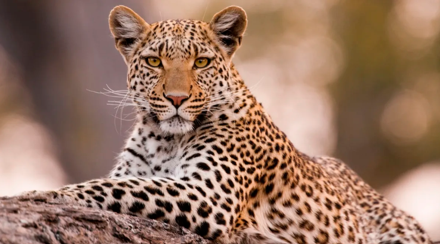 leopar.png