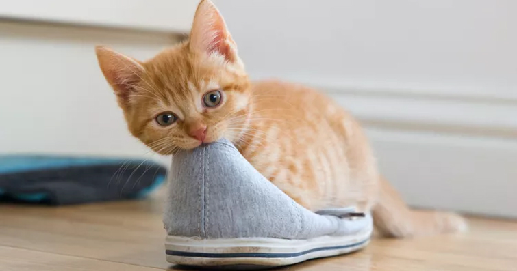 kedi.jpg