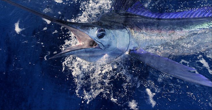 beyaz-marlin-baligi.jpg