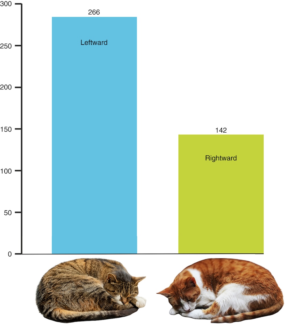 kedi-yatis-sekli.jpg