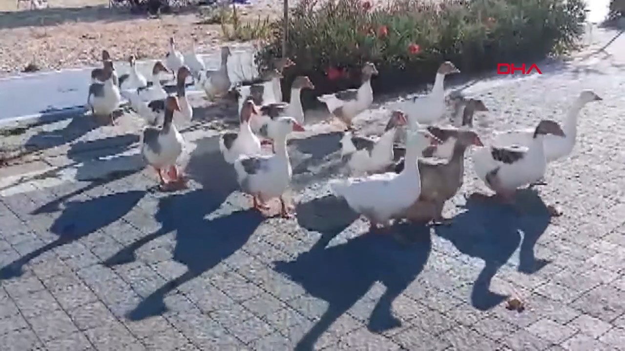 balikesir-denizde-yuzdukleri-icin-sikay-816032-241674-mp4-snapshot-00-04-997.jpg