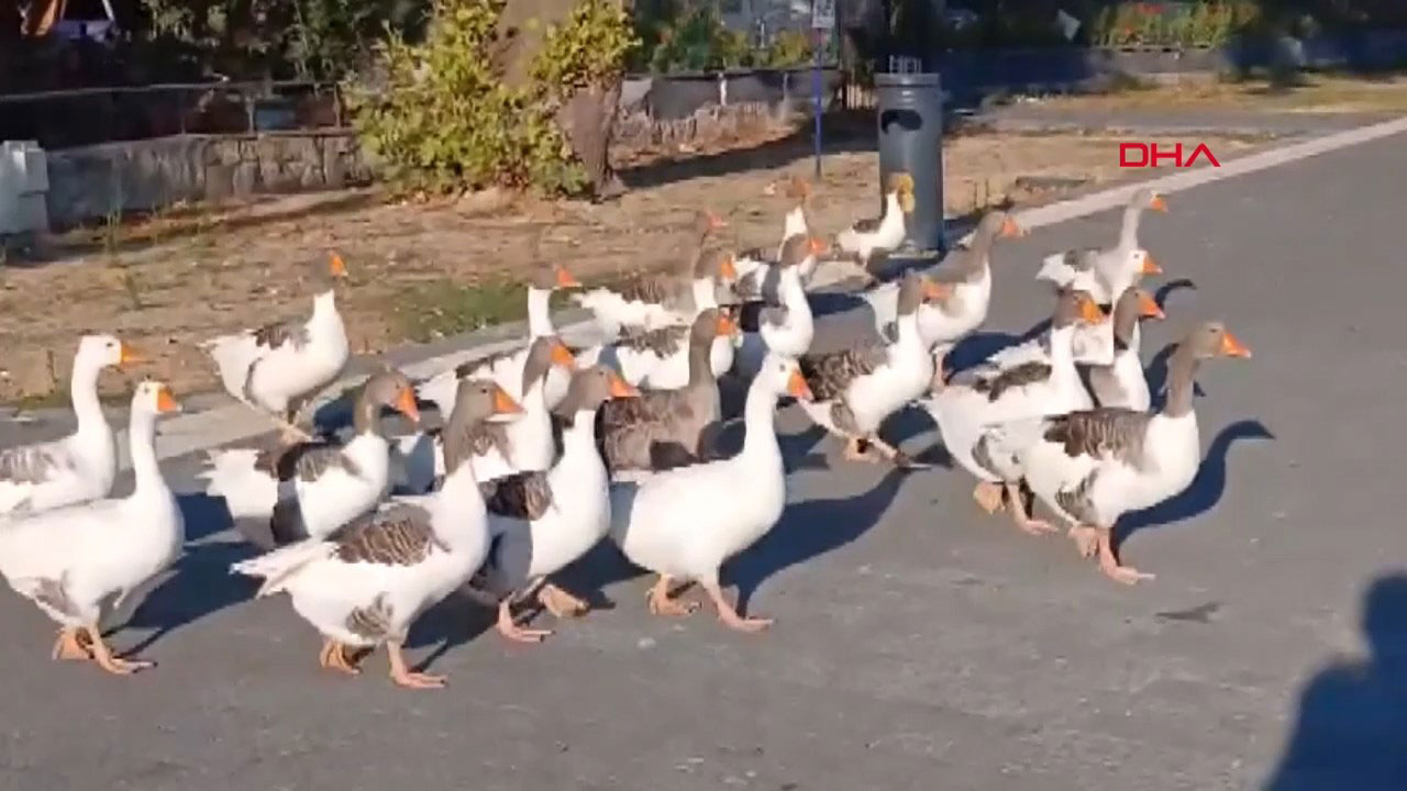 balikesir-denizde-yuzdukleri-icin-sikay-816032-241674-mp4-snapshot-00-25-200.jpg