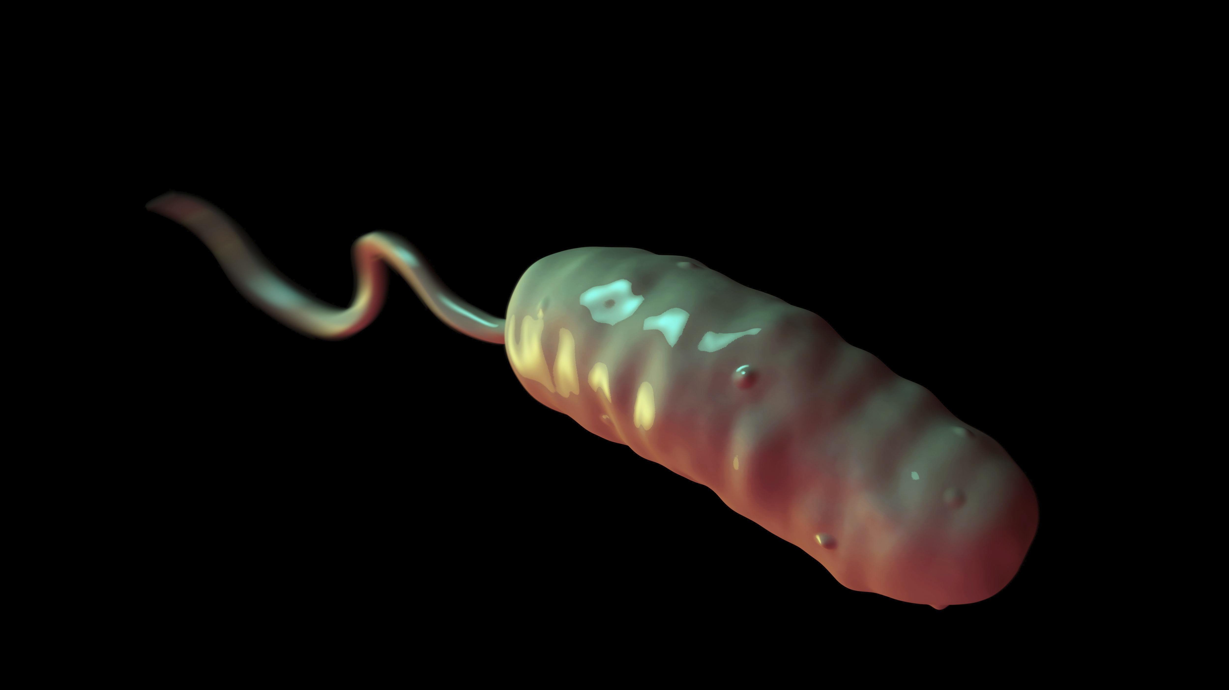 vibrio-bakterisi-nedir.webp