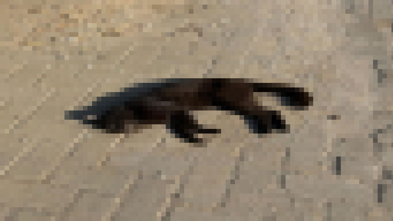devam.jpg
