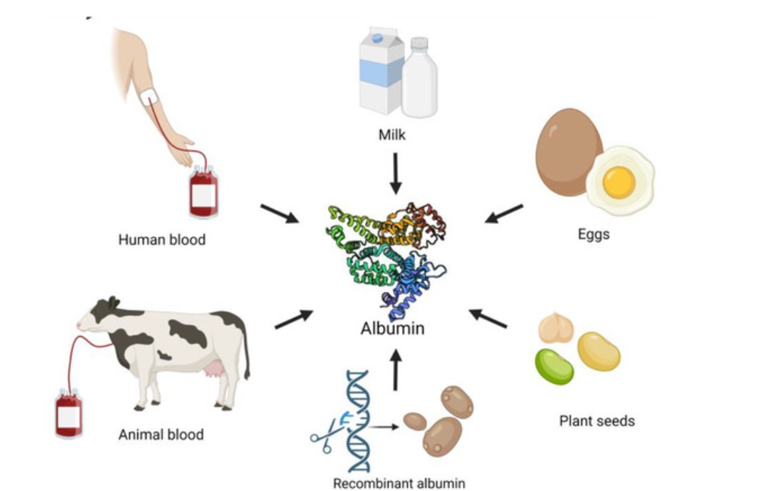 protein.jpg