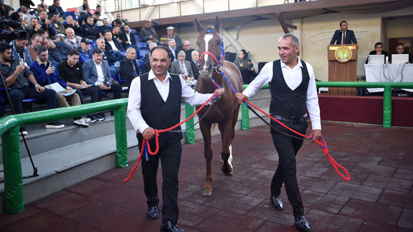 aa-20251021-39478010-39478007-tigemin-acik-artirmasinda-arap-tayi-10-milyon-500-bin-liraya-satildi.jpg
